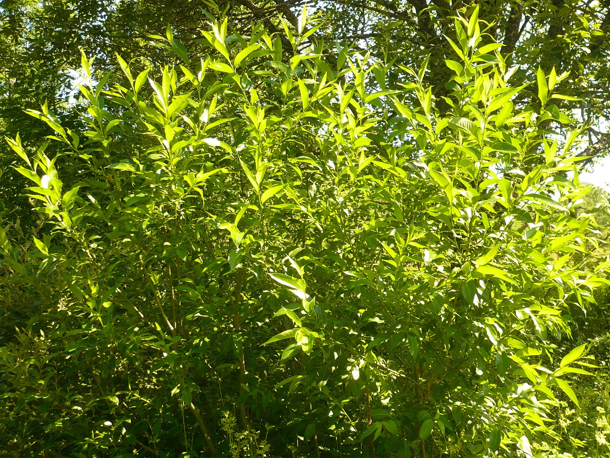 Salix pentandra (Salicaceae)
